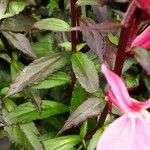 Lobelia cardinalis Leaf