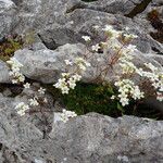 Saxifraga trifurcata Habitus