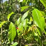 Psychotria carthagenensis Blad