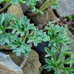 Ranunculus seguieri Feuille