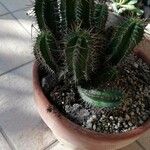 Euphorbia fruticosa Hoja