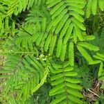 Calliandra houstoniana পাতা