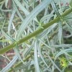 Helianthus angustifolius Kora