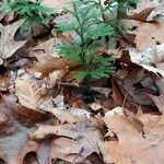 Lycopodium dendroideum Blatt