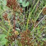 Hypericum tetrapterum Habitat