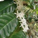 Coffea arabica Flower