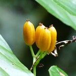 Begonia salaziensis Φρούτο