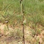 Asclepias subverticillata ᱡᱚ