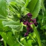 Vicia narbonensis Flower