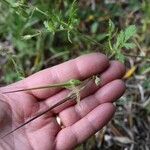 Erodium botrys Žiedas