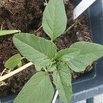 Amaranthus blitum Leaf