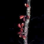 Connarus fasciculatus Corteza