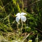 Conostomium kenyense Flower