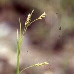 Carex capillaris Облик