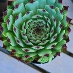 Sempervivum calcareumLeht