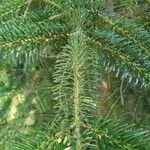 Abies cilicica ഇല