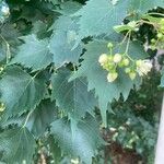 Tilia mongolica 葉