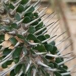 Alluaudia montagnacii Hoja