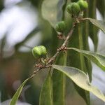 Anthostema senegalense Fruit