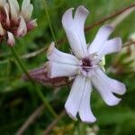 Silene vallesia Flors