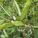 Cytisus nigricans Fruit