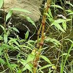 Persicaria hydropiper Rhisgl