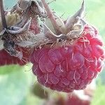 Rubus idaeus Плод