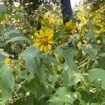 Smallanthus uvedalia Flower