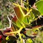 Carissa macrocarpa Leaf