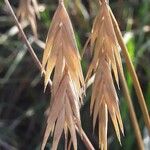 Bromus catharticus Hedelmä