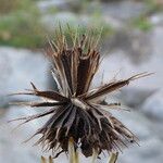 Bidens frondosa Owoc