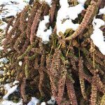Agastache rugosa Libunga