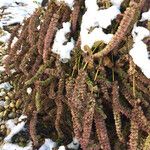 Agastache rugosa Habitatea