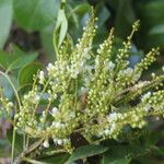 Ateleia herbert-smithii Цветок
