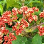 Leea guineensis Flower