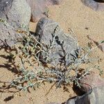 Helianthemum lippii Yeri