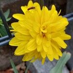 Rudbeckia laciniata Flor