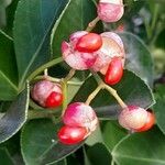 Euonymus japonicus Fruit