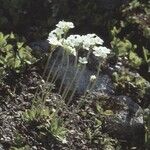 Androsace obtusifolia Libunga