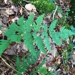 Dryopteris dilatata Feuille