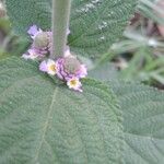 Lippia alba Flower