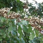 Julbernardia paniculata Flor