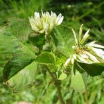 Trifolium michelianum Hàbitat