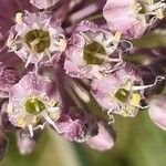Allium porrum Kvet
