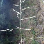 Puccinellia distans Blodyn