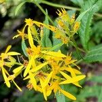 Senecio ovatus Flower
