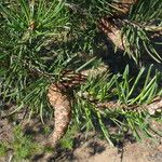 Pinus banksiana Fruit