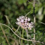 Allium roseum Lorea