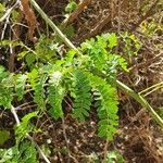 Pterolobium stellatum Leaf