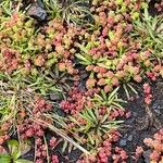 Sedum anglicum Fuelha